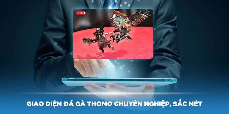 Giao diện đá gà Thomo chuyên nghiệp, sắc nét