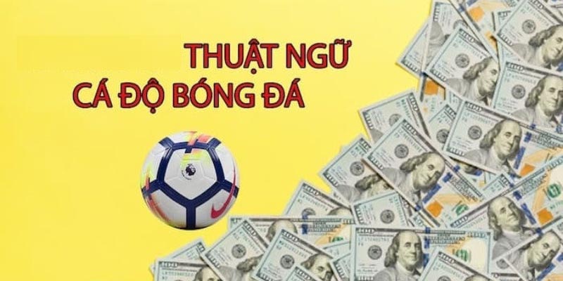 Tìm hiểu khái niệm về cá độ bóng đá dành cho Newbie